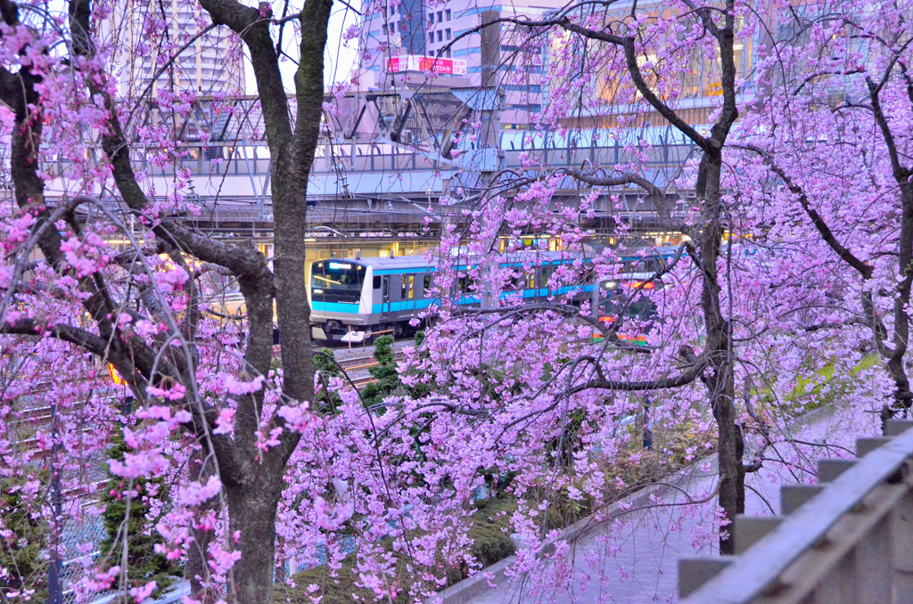 桜④