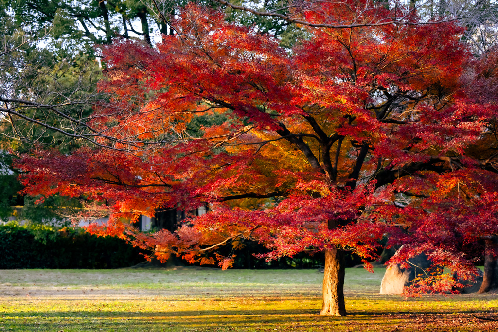 紅葉4