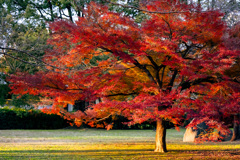 紅葉4