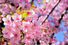 Sakura①