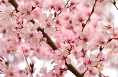 Sakura 2