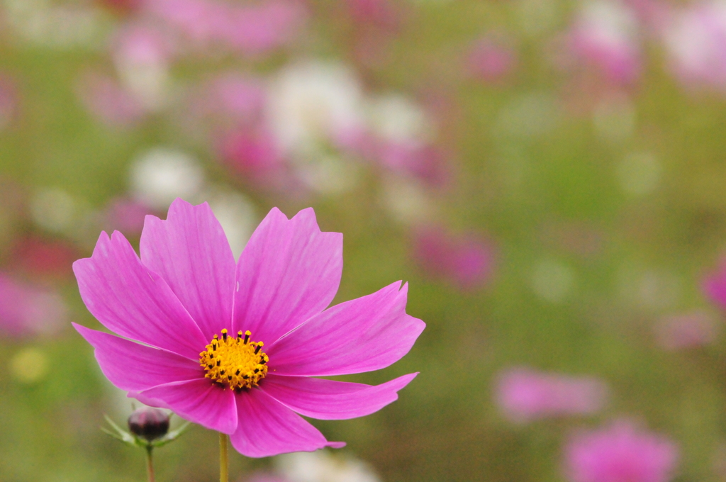 秋桜