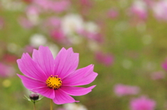 秋桜