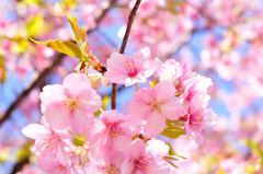 Sakura②