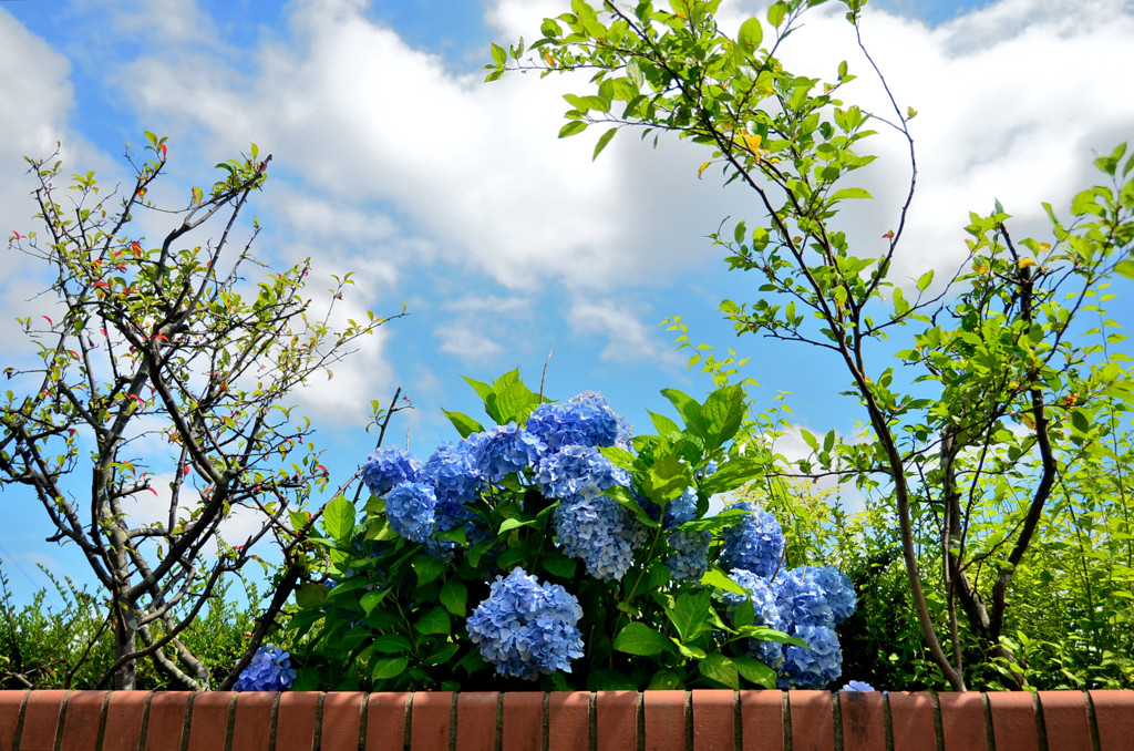 Blue