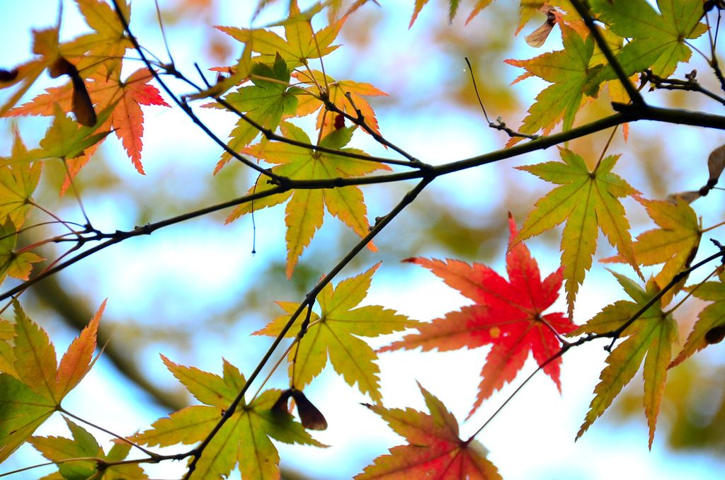 紅一点