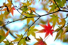 紅一点