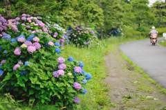 紫陽花