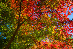 紅葉1