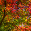 紅葉1