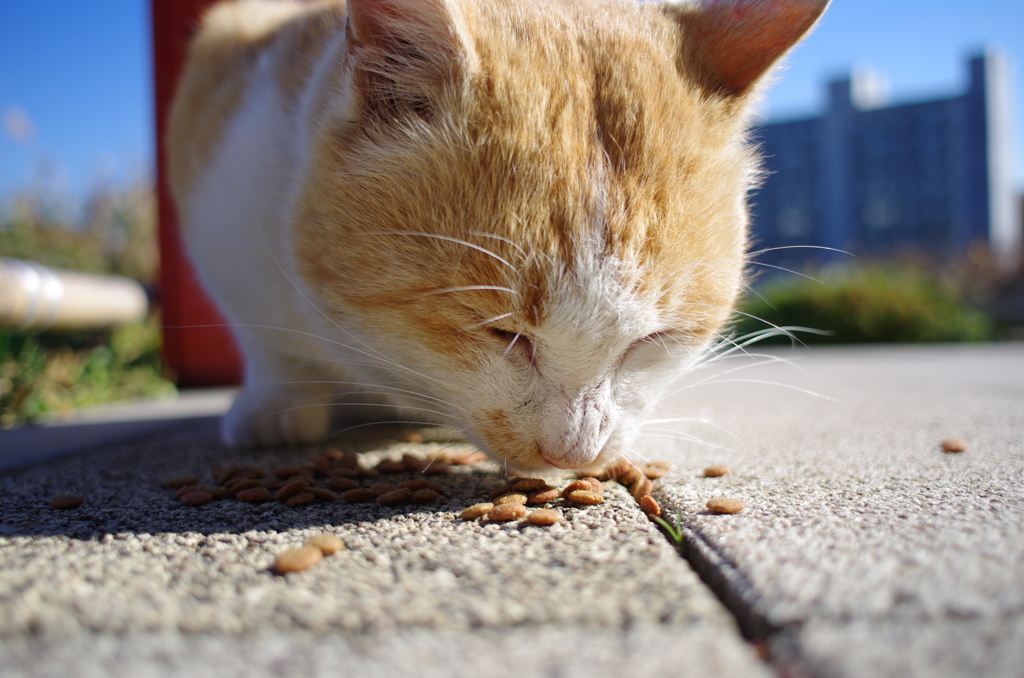 大学の猫ちゃん