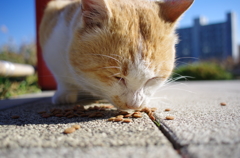 大学の猫ちゃん