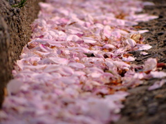 落ちだ桜の花びら