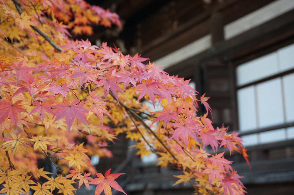 お寺の紅葉