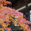 お寺の紅葉
