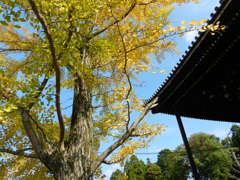 金戒光明寺