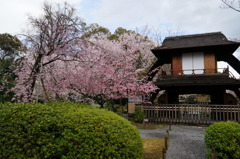 渉成園の桜