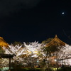 桜と月