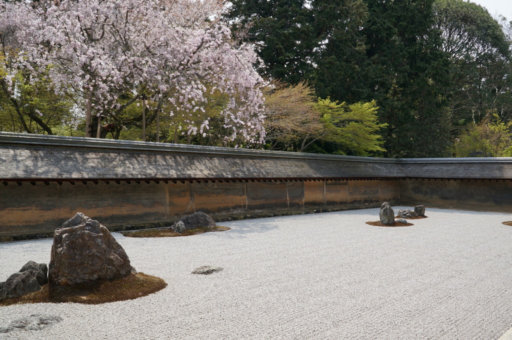 石庭と桜