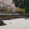 石庭と桜