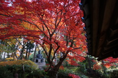 紅葉と仏
