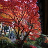 紅葉と仏