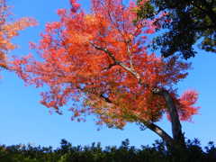 青空の紅葉