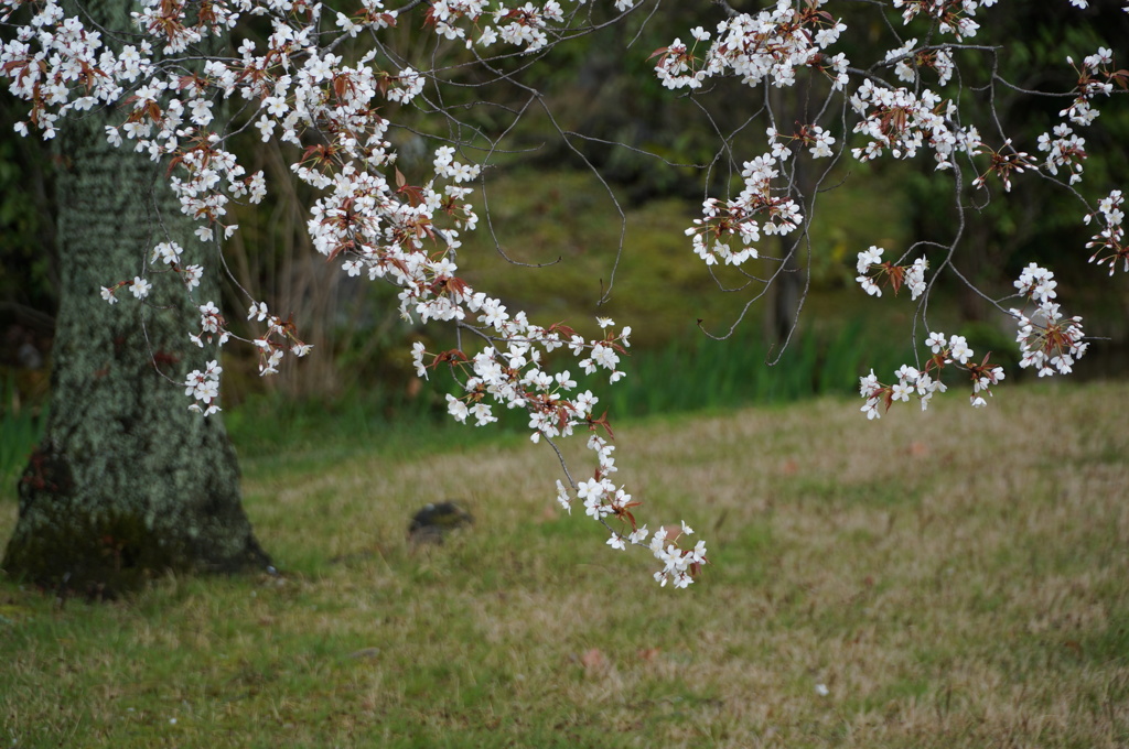 渉成園の桜