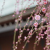 春の梅