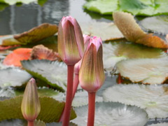 もうすぐ開花