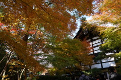 本堂と紅葉