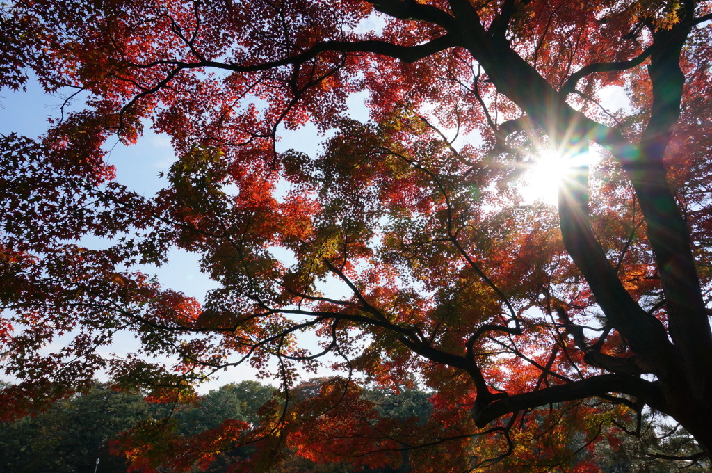 生きる紅葉