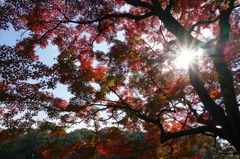生きる紅葉