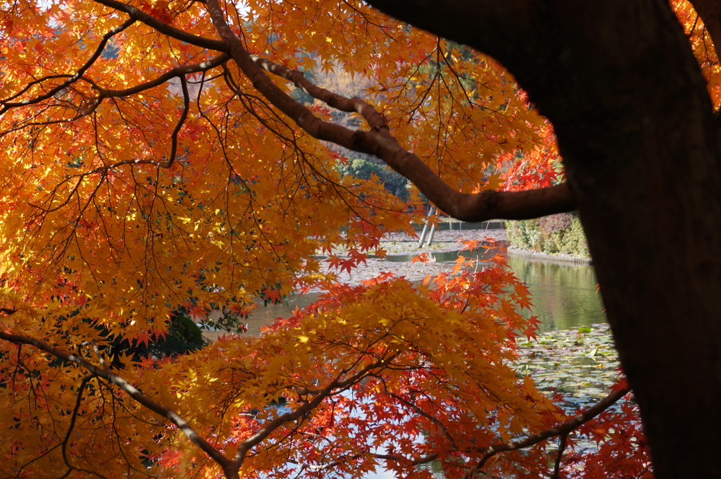 綺麗な紅葉