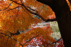 綺麗な紅葉