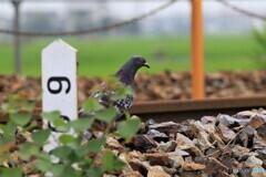 線路、危ないョ～！