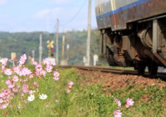 秋桜　キハ47