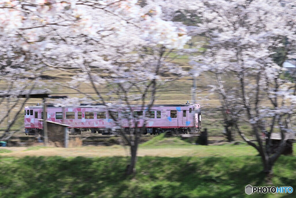 サクラの中を駆け抜ける
