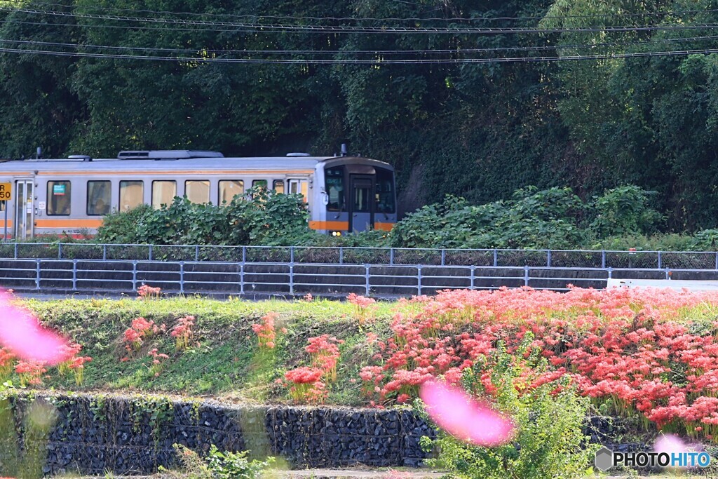 秋の津山線を
