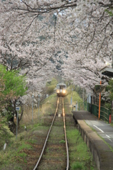 桜キハ120
