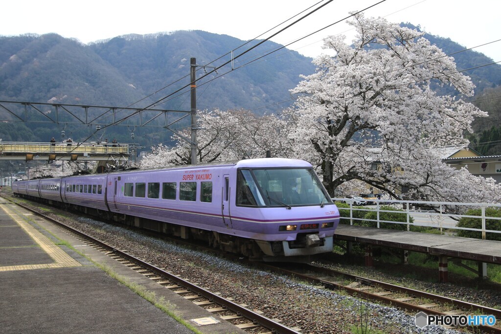 満開の桜に見送られ