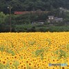 ひまわり3