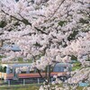 春満開