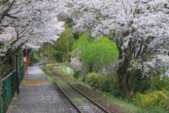 桜のトンネル3