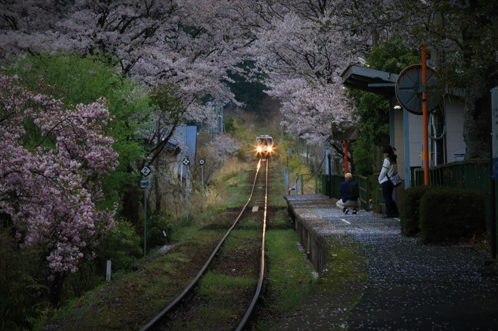 桜のトンネル