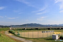 河川敷のさくら