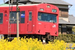 spring train3