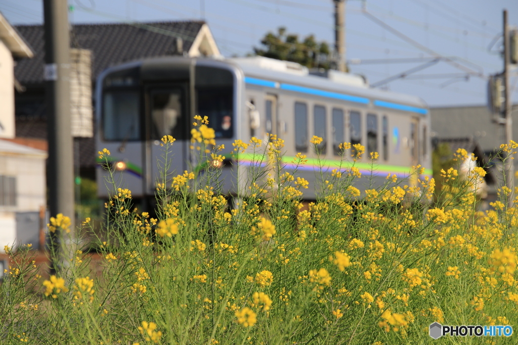 井原鉄道の春