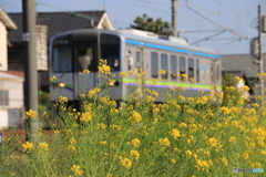 井原鉄道の春