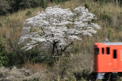 キハ山桜2